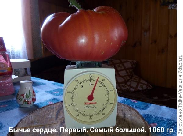 Очень вкусный помидор!