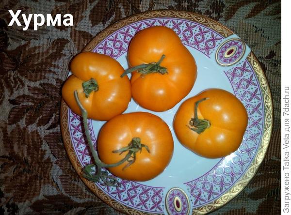 Хурма