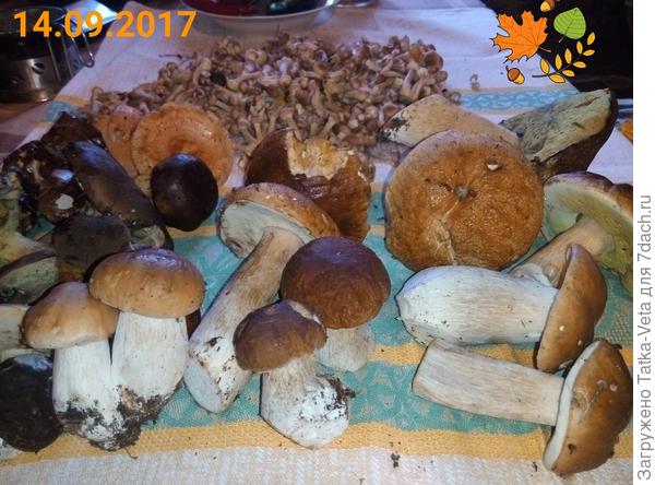 урожай лесной)