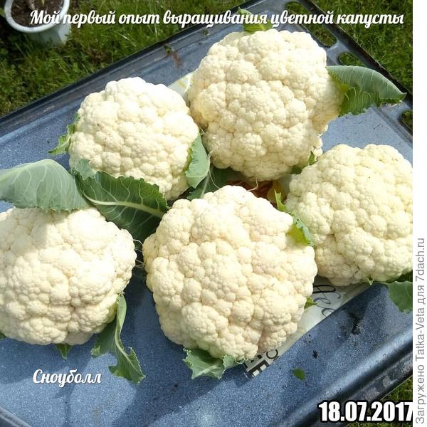 Не так уж и плохо для первого раза...