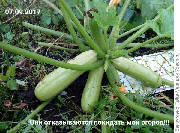 07.09.2017. Я так надеялась,что битва с урожаем скоро закончится... но не тут то было...)) Они издеваются надо мной?... Я сдаюсь!!! Кабачки победили в этой битве)))