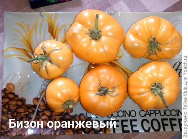 Бизон оранжевый