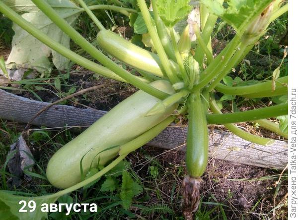 Есть не успеваем, соседи уже отказываются, похоже опять надо собираться в гости к сестре))