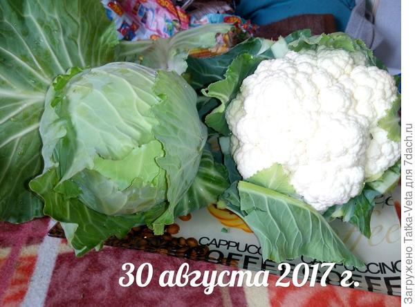 Капустный день))