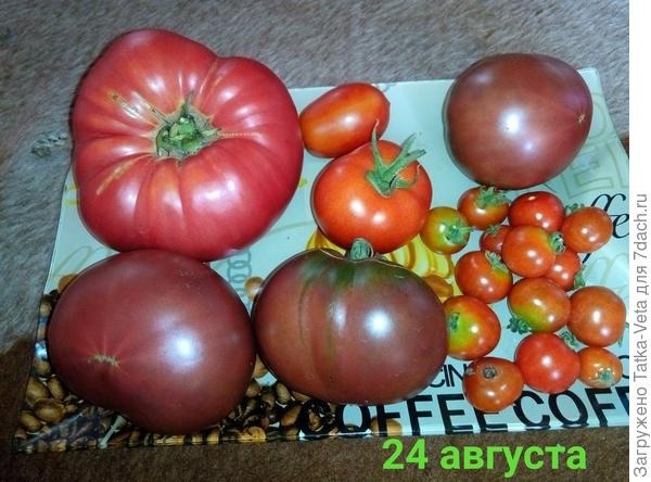 Самые вкусные помидоры те, что созрели на кустах!