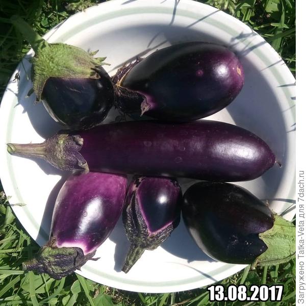 Утро доброе, баклажанное))