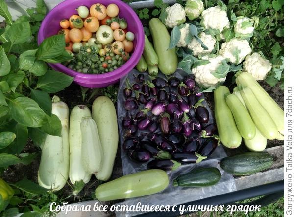 Последний урожай этого года с уличных грядок...
