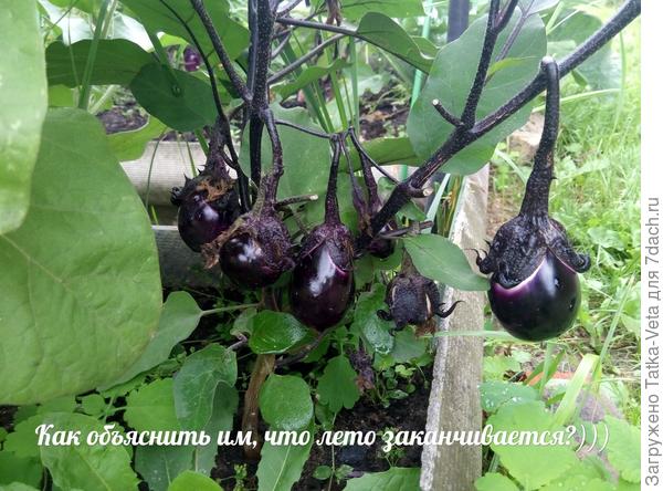 Лето заканчивается, а баклажанчики еще нет...))