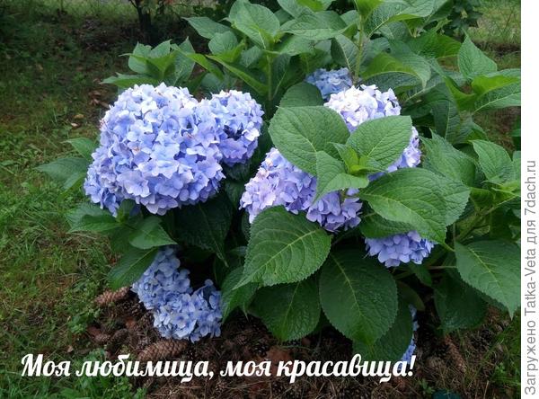 Моя любимица, моя красавица!