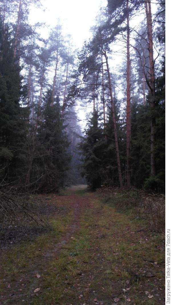 Дорожка к озеру