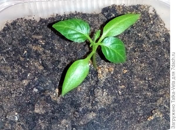 Перчик из семян от купленного на рынке перца, сорт неизвестен.