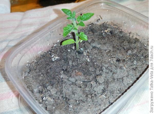 Томат для домашнего выращивания посадила впервые. Он должен таким маленьким быть???