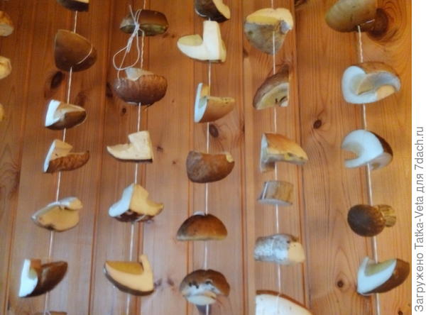 Белые грибы естественной сушки.