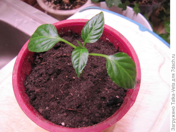 Перчик острый красный