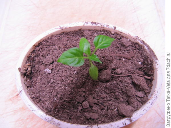 Перчик чили