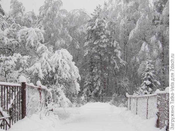 Дорога перед участком в сторону леса