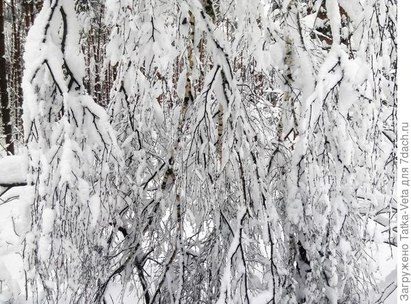 белая береза