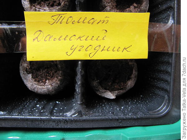 ТоÑÑÑнÑе ÑаблеÑки Ñ Ñеменами помеÑÐµÐ½Ñ Ð² мини-паÑник.