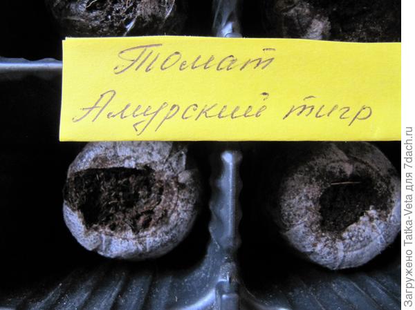 Торфяные таблетки помещены в мини-парник.
