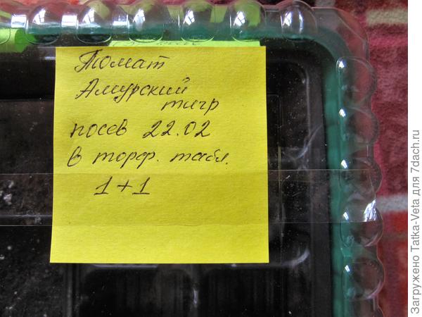 Семена томата "Амурский тигр" в торфяных таблетках в ожидании всходов.