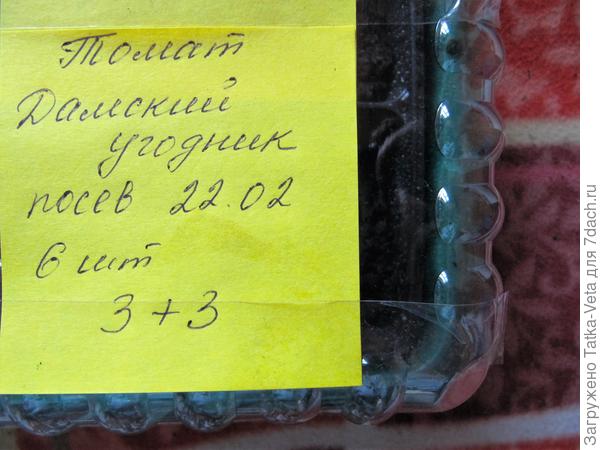 Семена томата "Дамский угодник" посеяны.