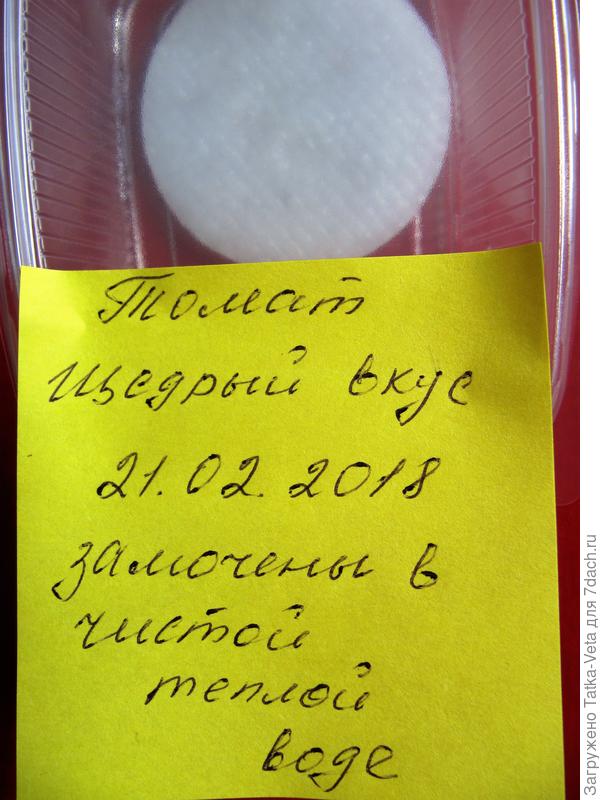 Семена томата "Щедрый вкус" замочены в ватных дисках.