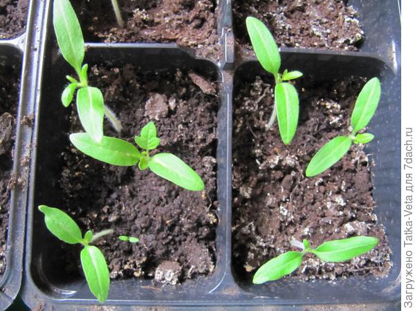 Появление первых настоящих листиков у томата "Дамский угодник" посаженных в грунт.