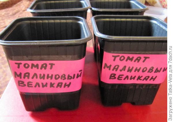 Горшочки для томата "Малиновый великан"