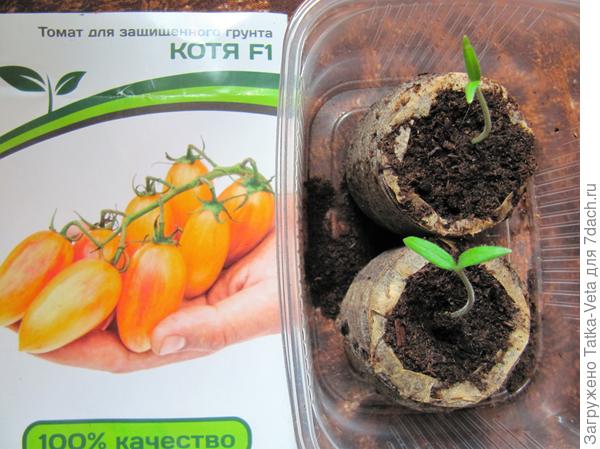 Всходы томата Котя F1 второго посева 16.03.2018.