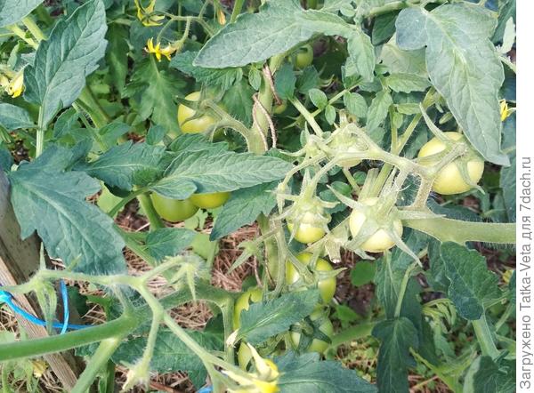 Лирика F1 (открытый грунт)