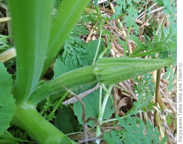 Кабачок белоплодный &amp;laquo;Дядя Фёдор&amp;raquo; 29.06.2018.