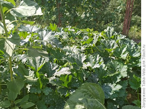 Вот в этих зарослях растет томатик из пасынка)