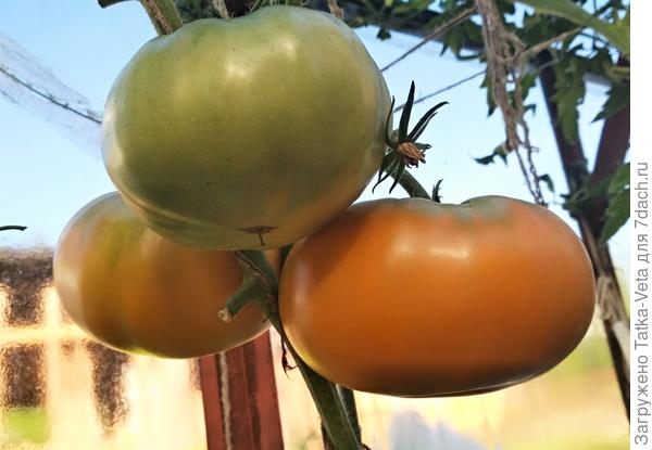 Это одна кисть. Два сняла, один сейчас еще поспевает.