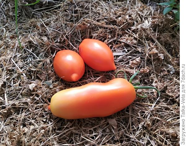 Плоды с левого куста 20.08.2018