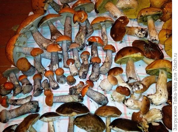 Результат часовой прогулки в 500 м от дома