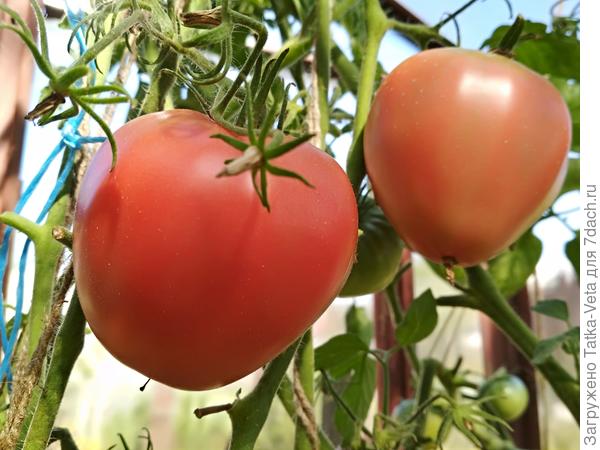 Томат Щедрый вкус 27.08.2018
