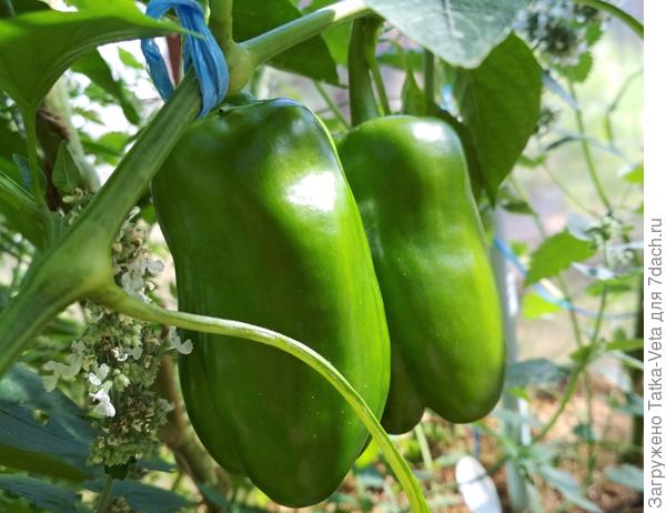 Перец сладкий "Большое золото" 27.08.2018