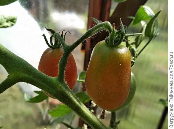 Томат Дамский угодник