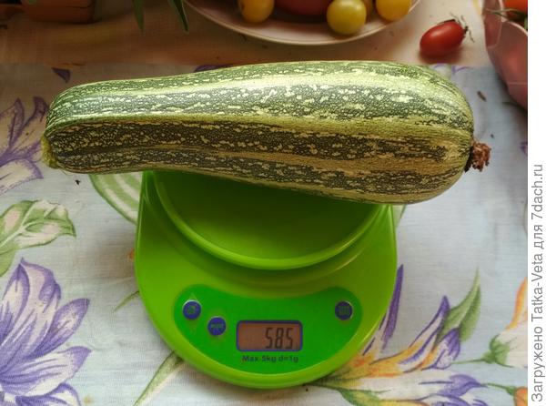 ÐабаÑок ÑÑккини "ТигÑÑнок" 31.08.2018