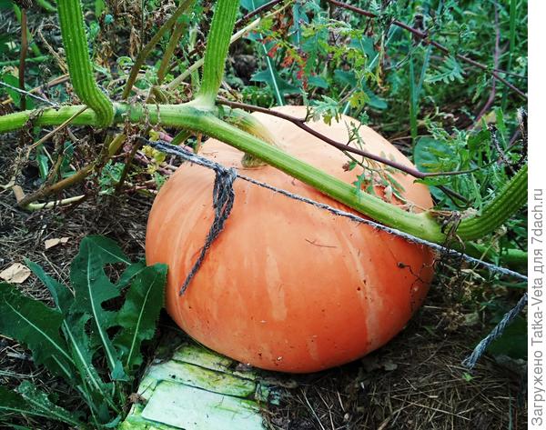 Тыквы не приходится опылять вручную. Есть помощники!