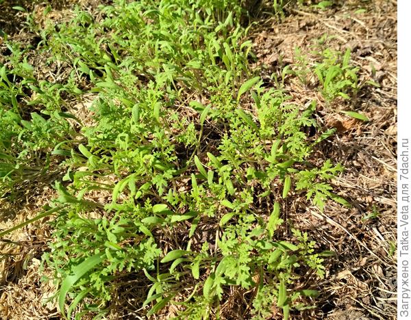 Грядка с всходами фацелии.