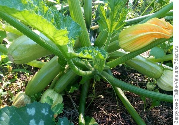 Хорошее опыление - залог богатого урожая!