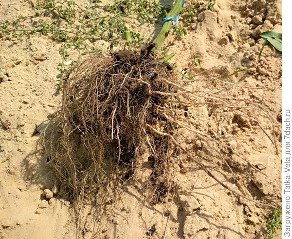 Корневая система томата "Амурский тигр".