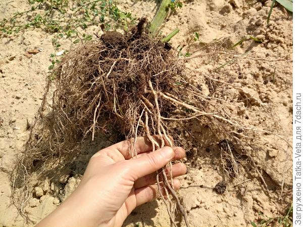 Корневая система томата "Амурский тигр".
