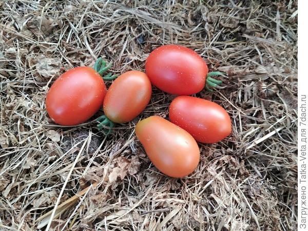 Томат "Дамский угодник" 03.09.2018