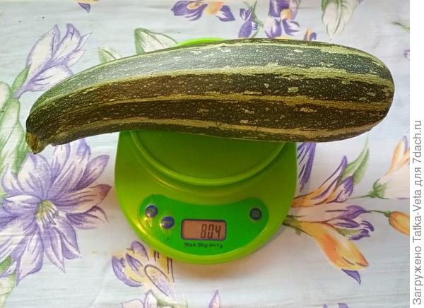 ÐабаÑок ÑÑккини "ТигÑÑнок" 04.09.2018