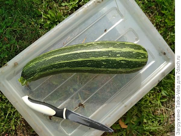 Кабачок цуккини "Тигрёнок" 04.09.2018