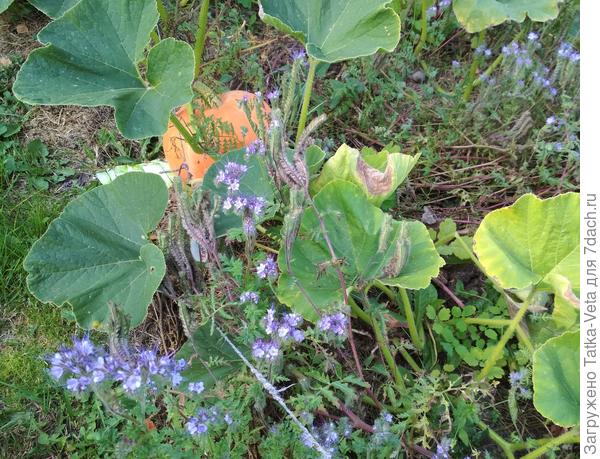 Фацелия на грядке с тыквами. Сентябрь.