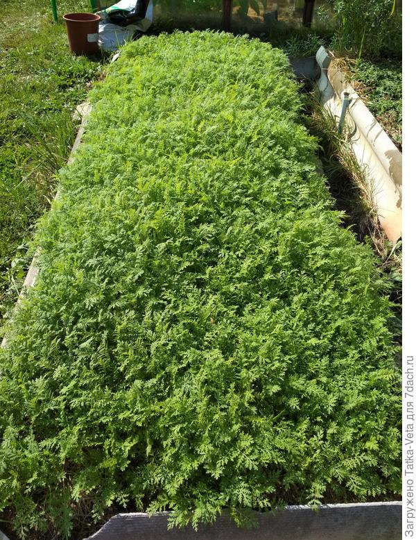 Фацелия в качестве сидерата. Посеяна в августе.