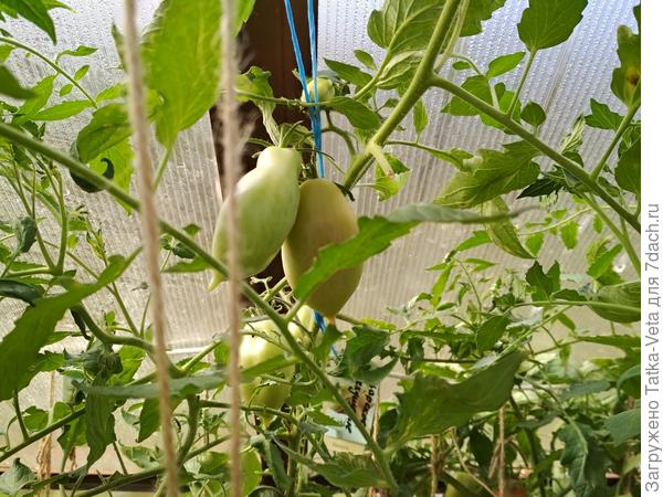 Правый куст (верхняя часть)